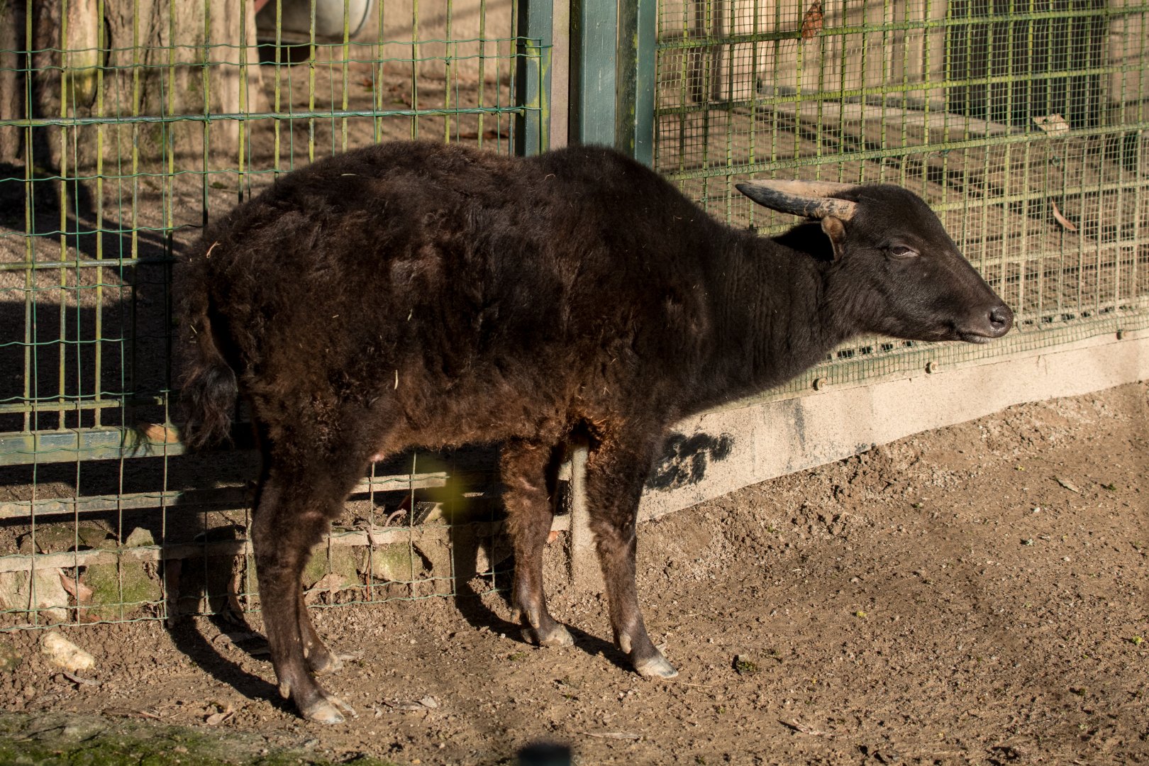 Mountain Anoa (Bubalus quarlesi) "Idris"