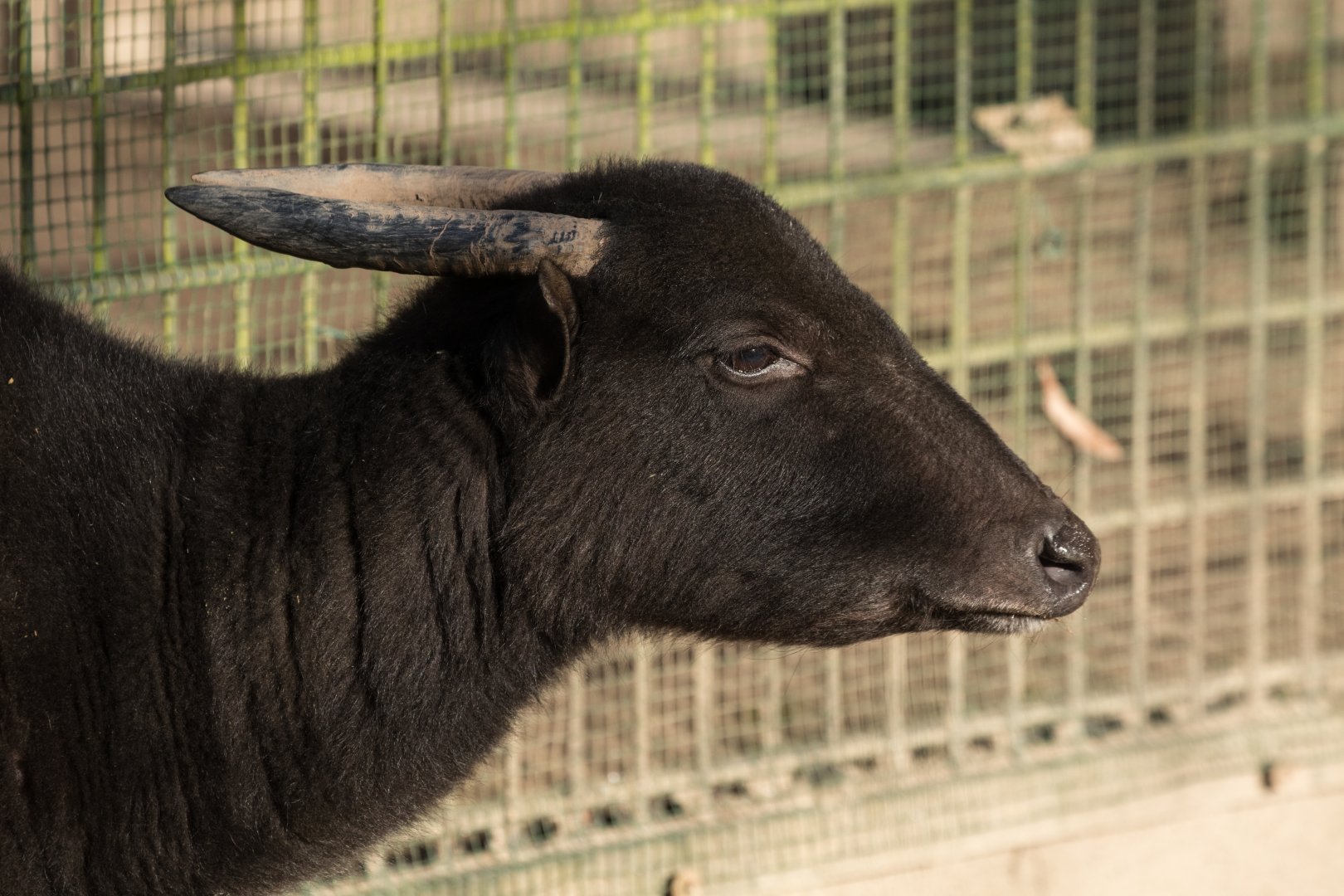 Mountain Anoa (Bubalus quarlesi) "Idris"