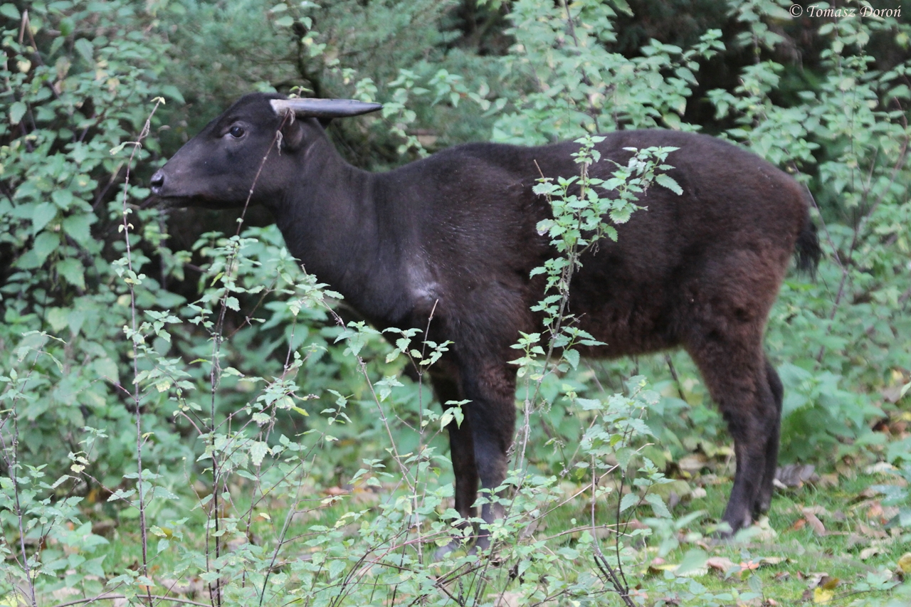 Mountain Anoa (Bubalus quarlesi)