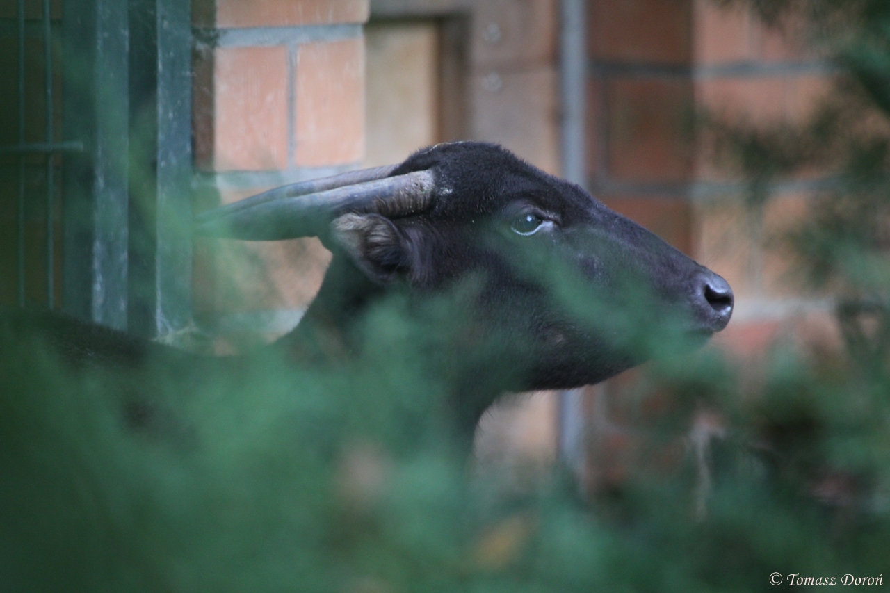 Mountain Anoa (Bubalus quarlesi)