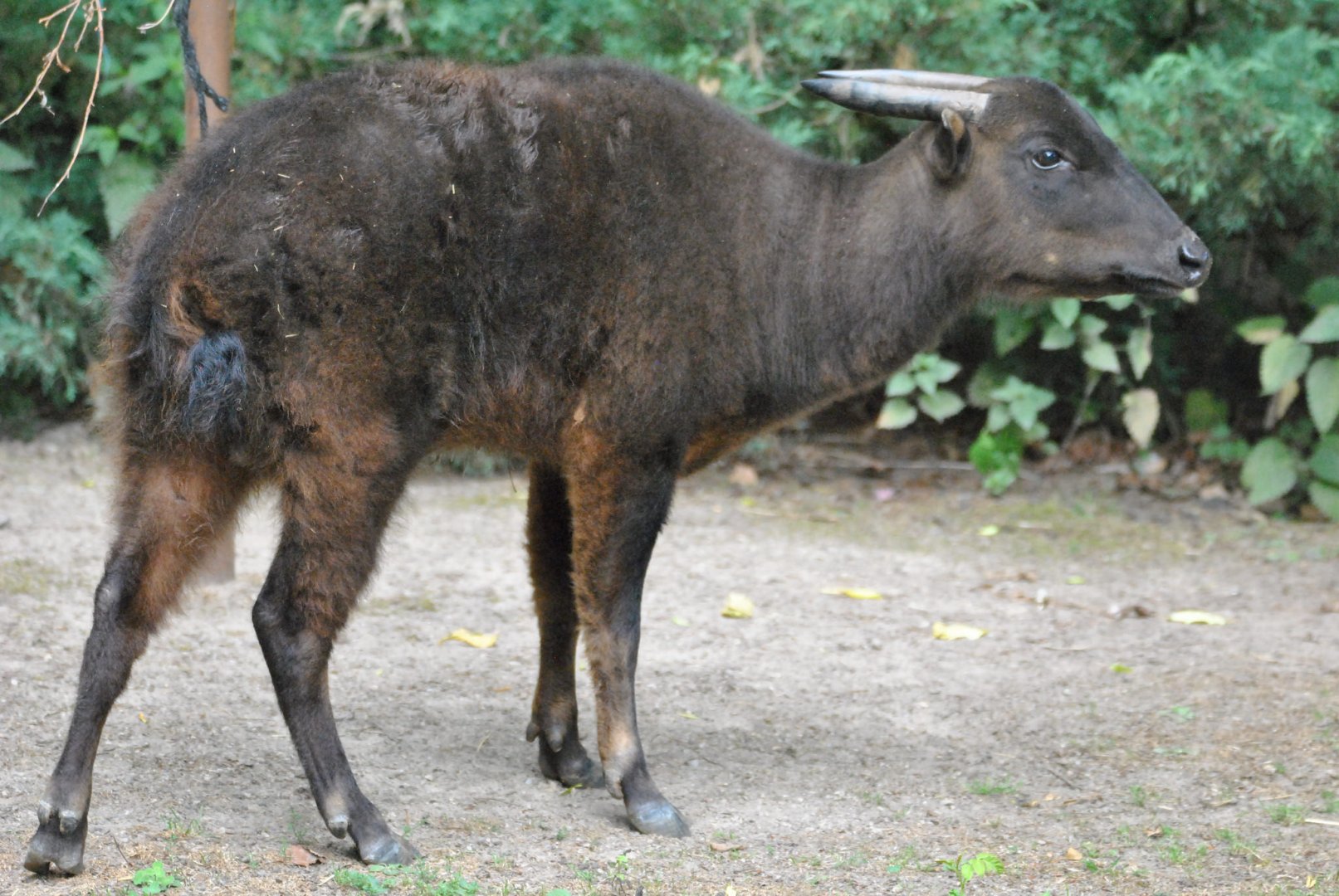 Mountain Anoa (Bubalus quarlesi)