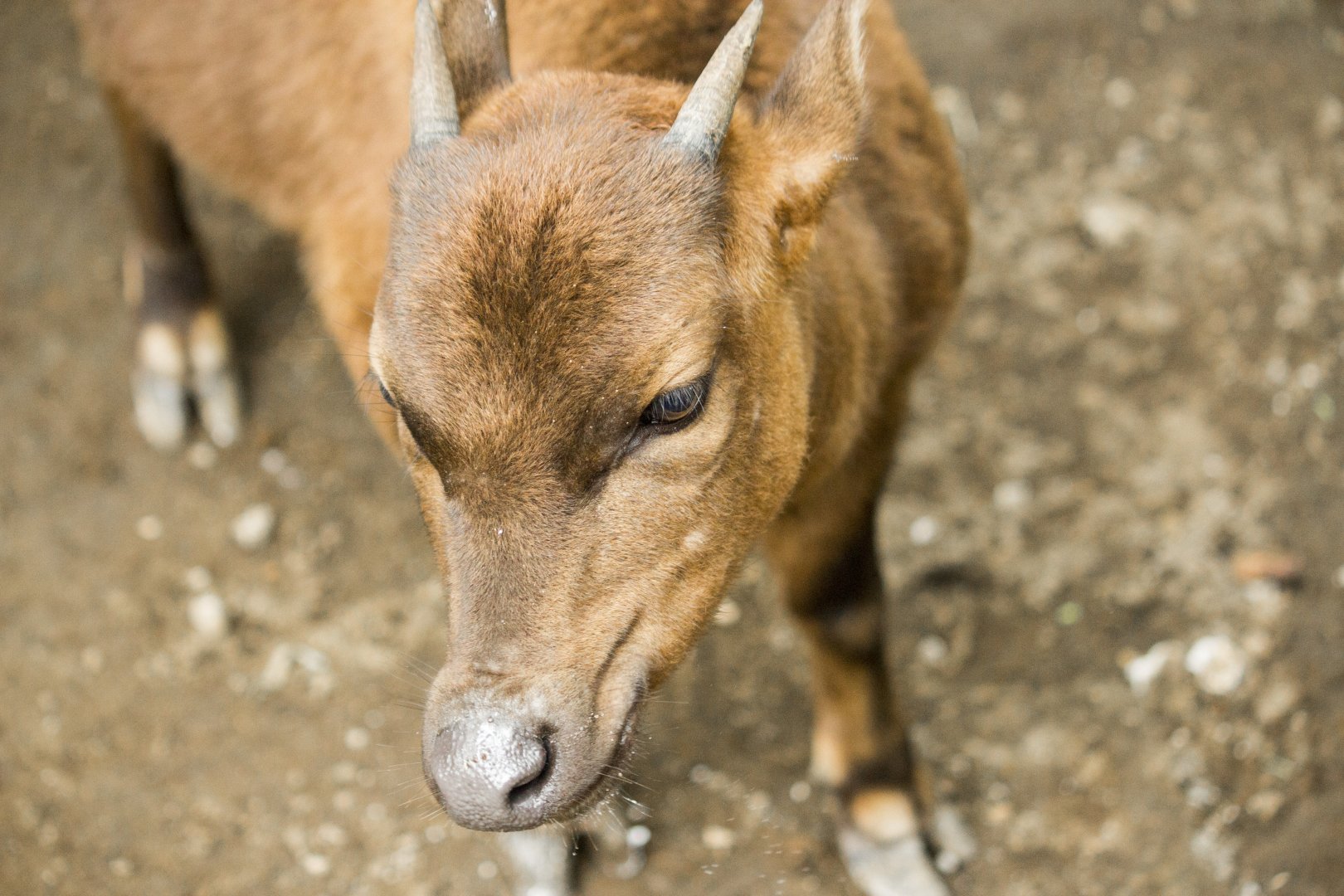 Mountain anoa, Bubalus quarlesi