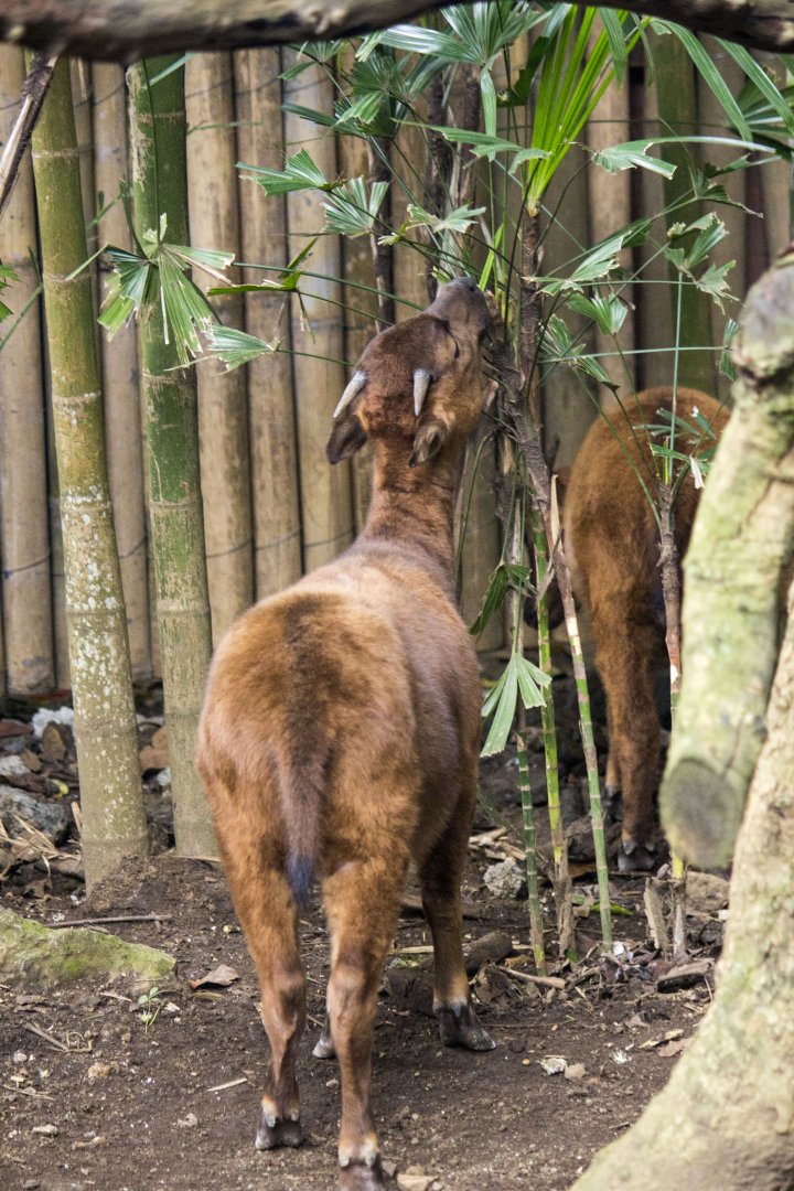 Mountain anoa, Bubalus quarlesi