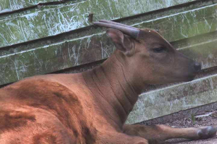 Mountain anoa (Bubalus quarlesi)