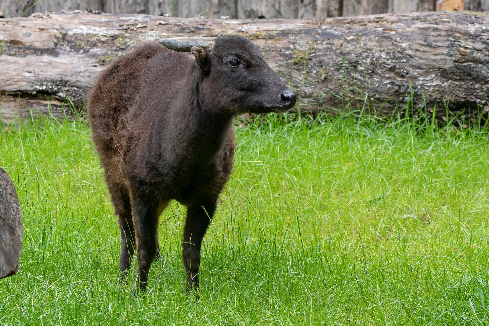 Mountain anoa (Bubalus quarlesi)