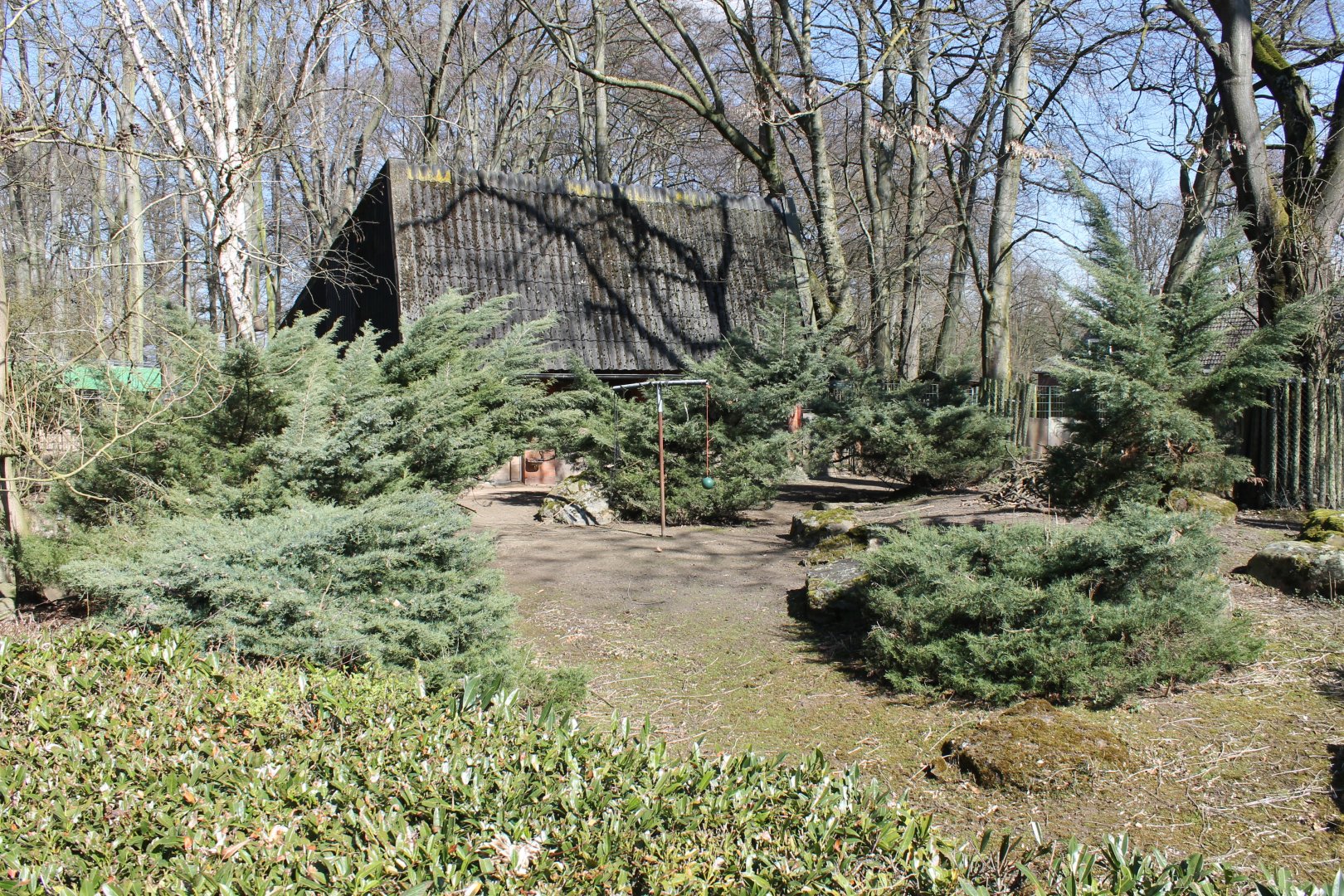 Mountain anoa enclosure