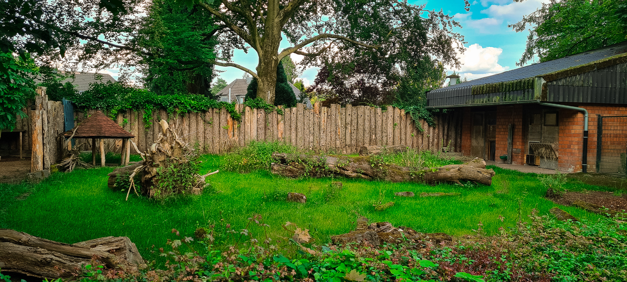 Mountain anoa enclosure