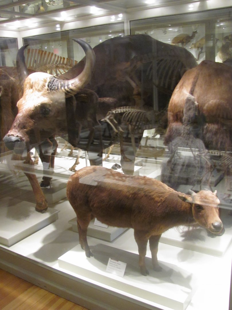 Mountain Anoa & Gaur