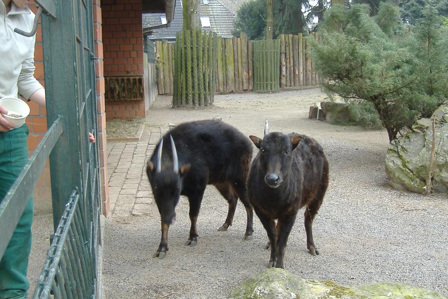 Mountain Anoa Krefeld