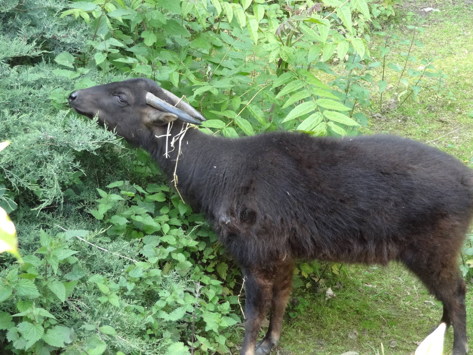 Mountain anoa