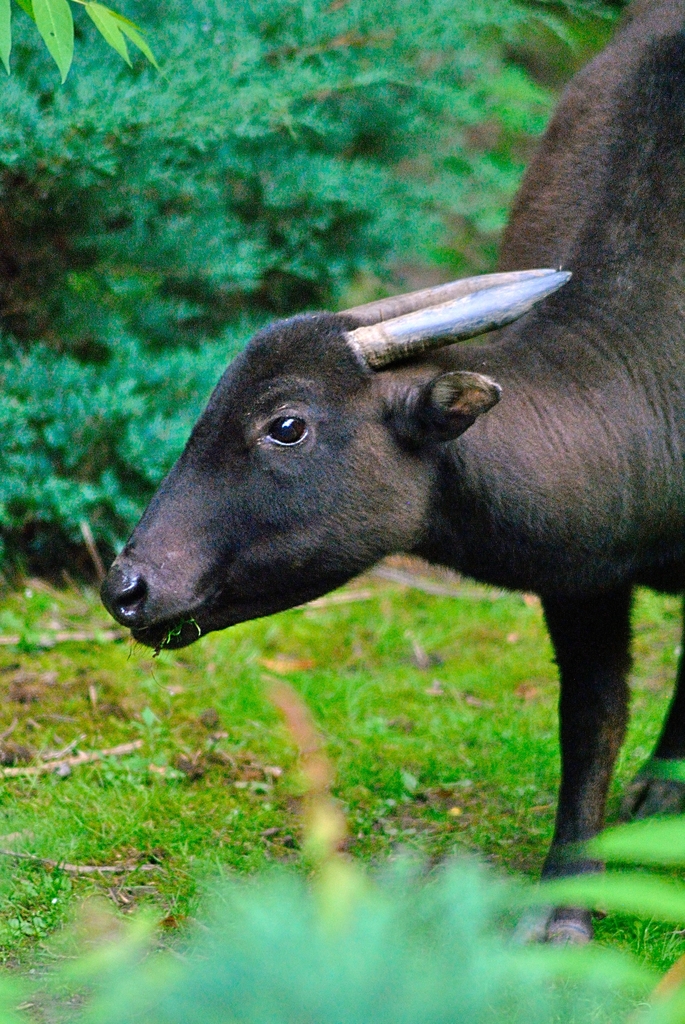 Mountain anoa