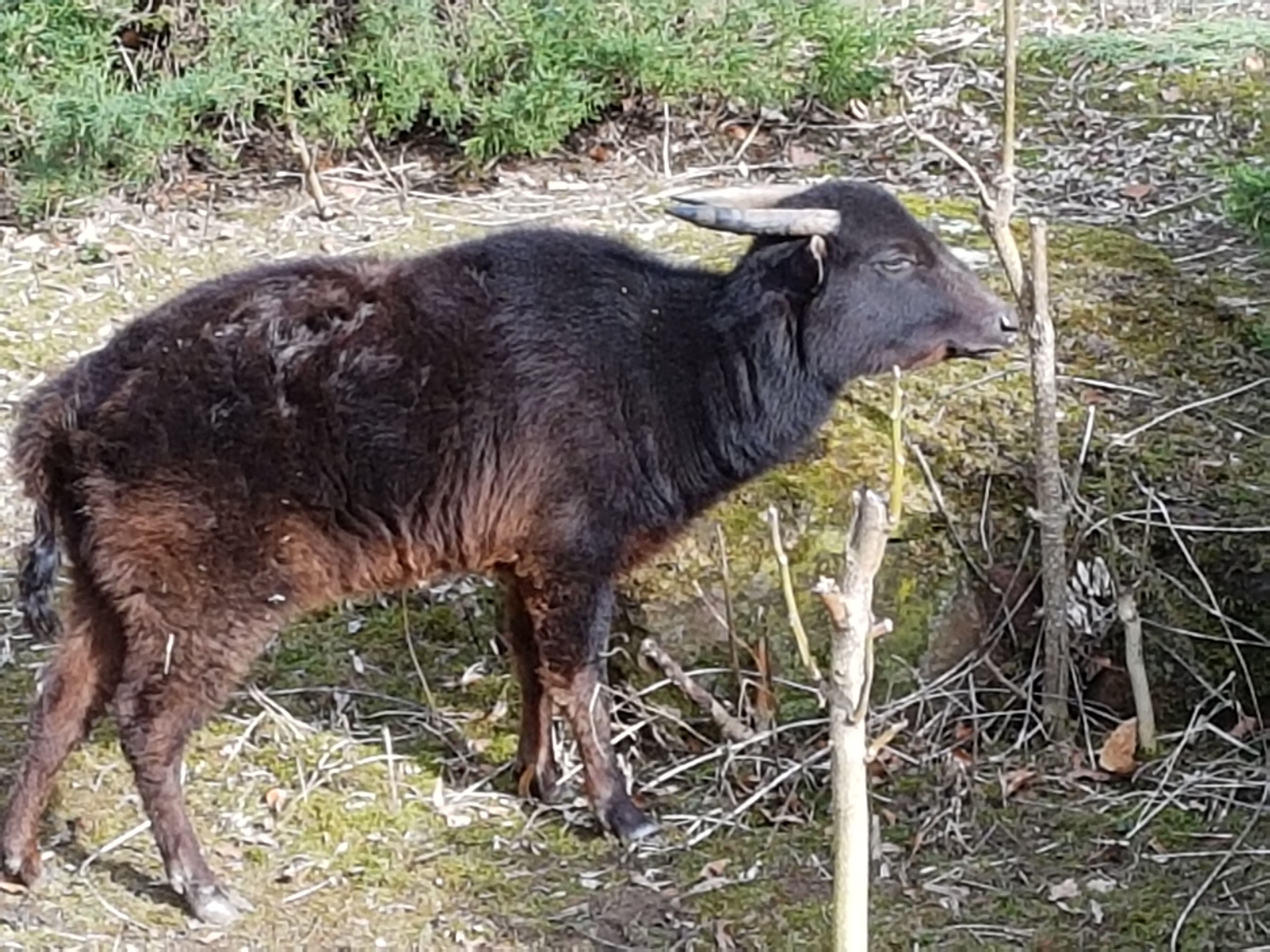 Mountain anoa