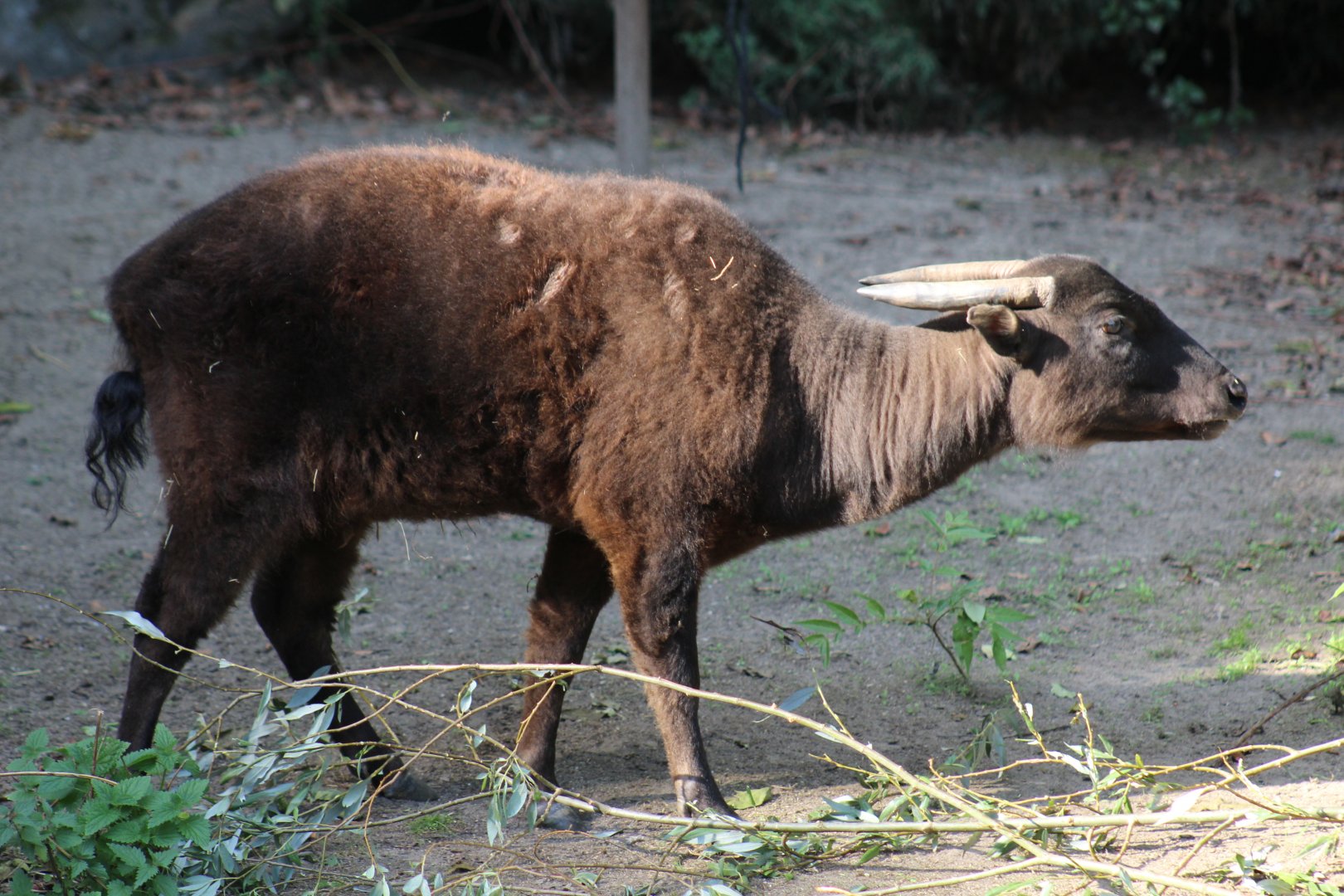 Mountain Anoa