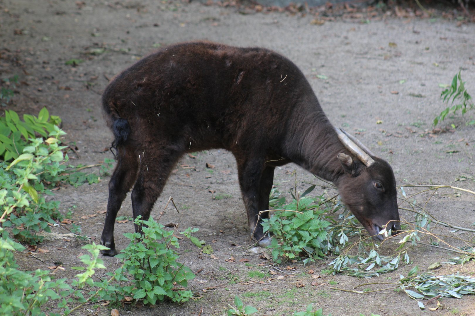 Mountain Anoa