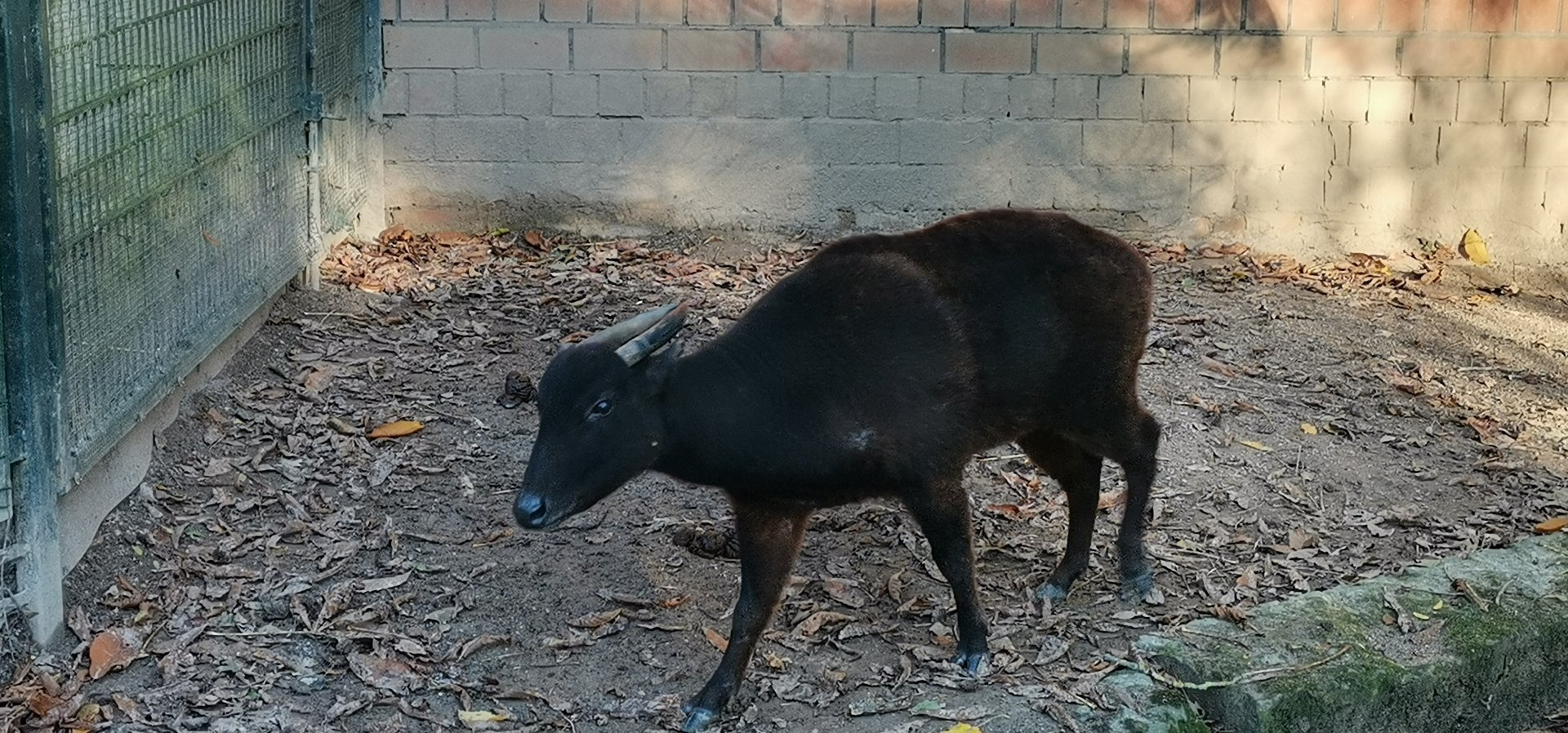 Mountain Anoa