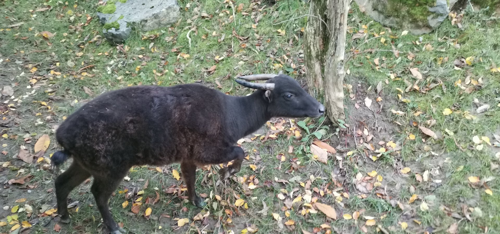 Mountain Anoa