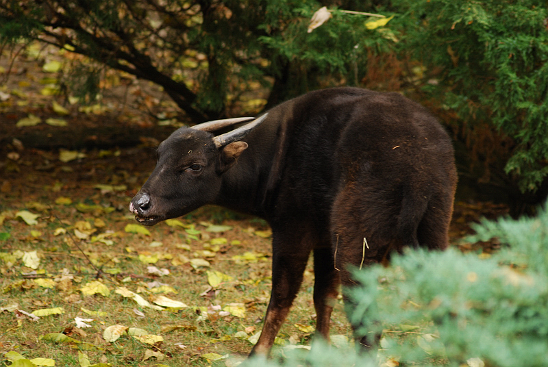 Mountain anoa