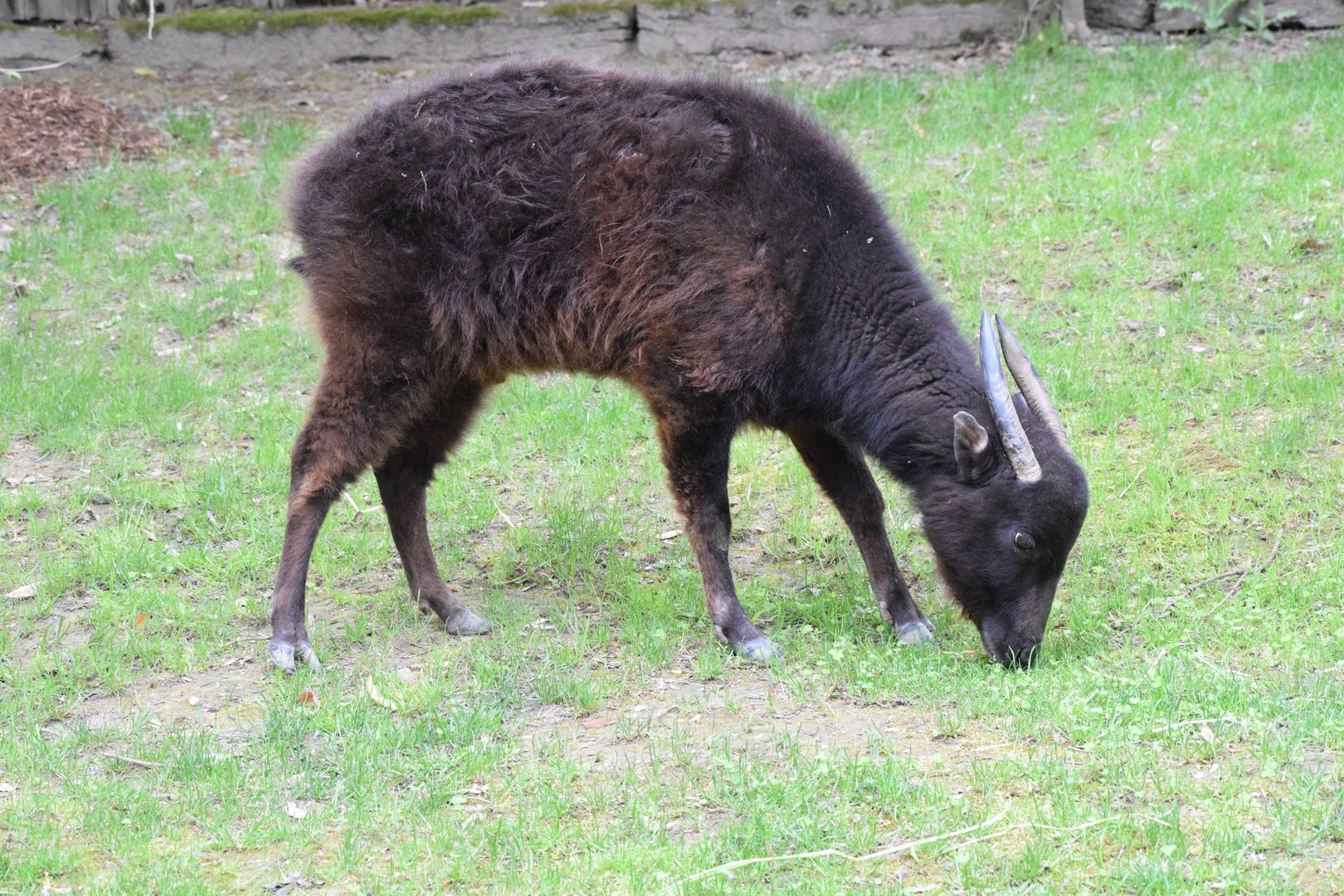 Mountain anoa