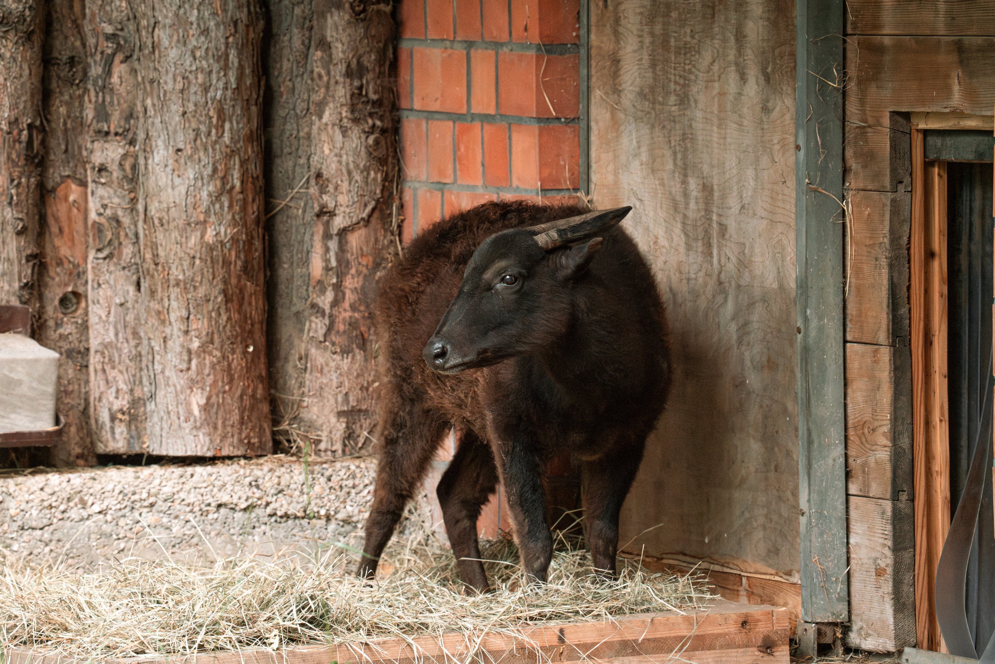 Mountain anoa