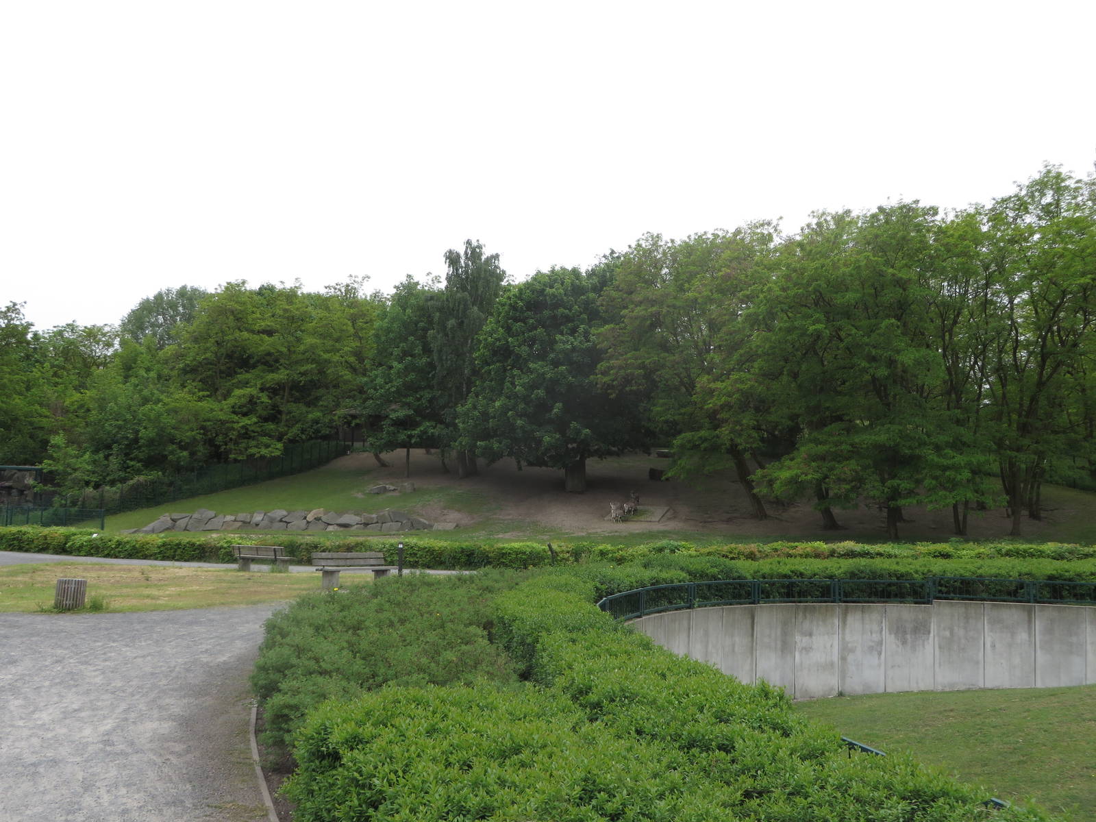 Mountain area - blue sheep