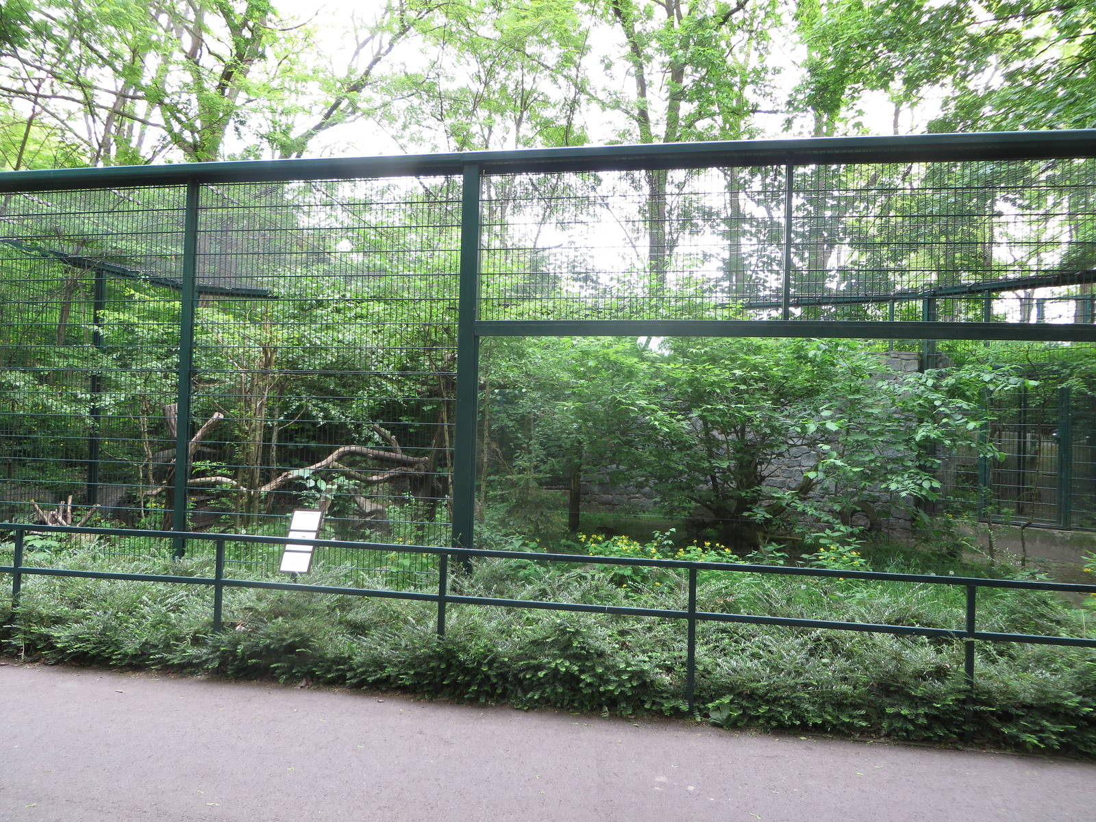 Mountain area - wild cat