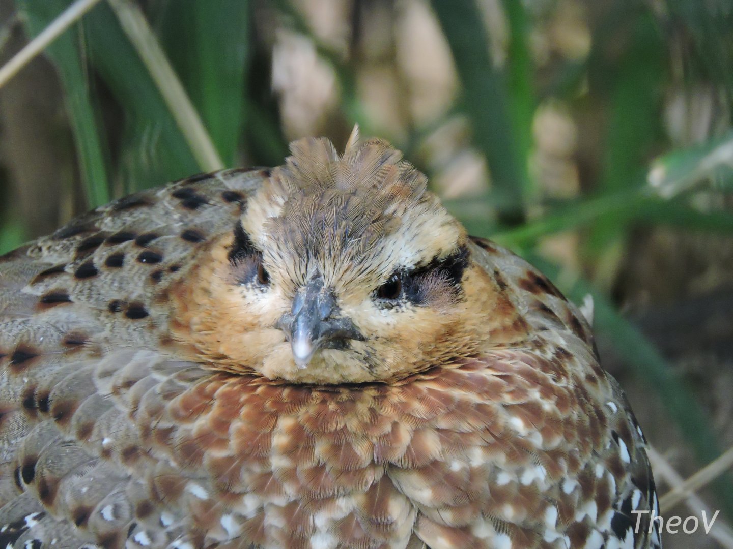 Mountain bamboo partridge [2017]