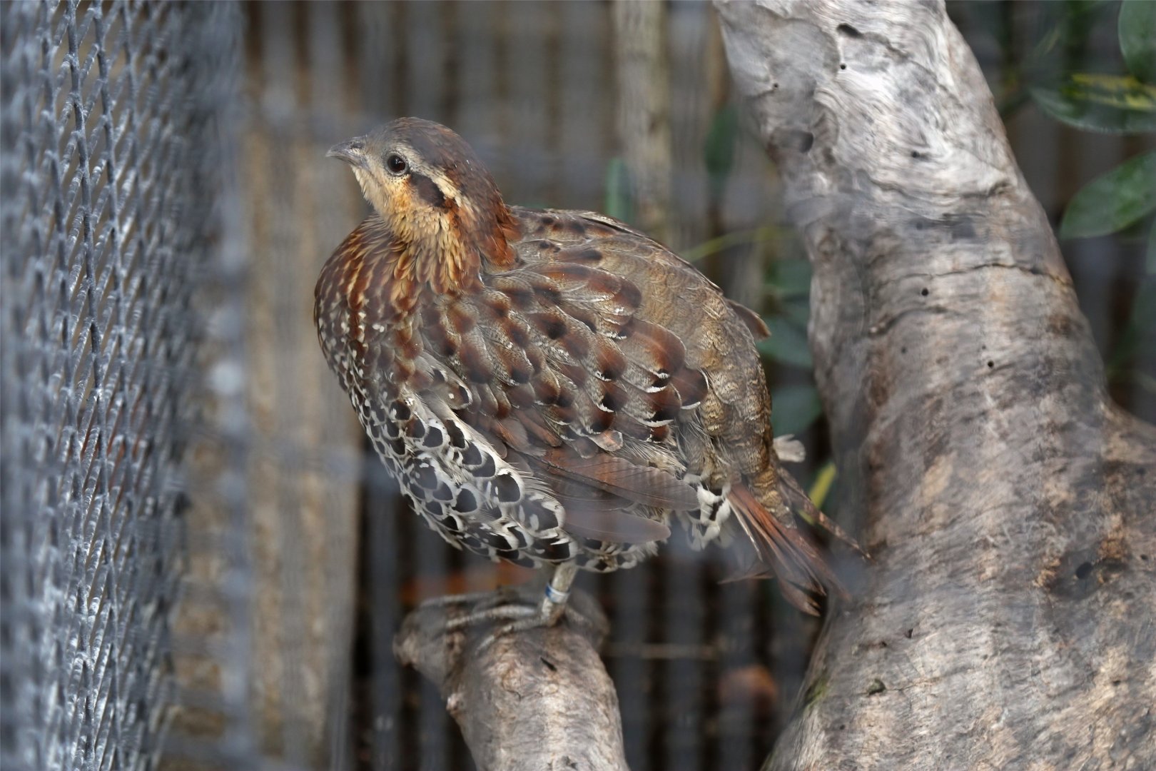 Mountain Bamboo-Partridge (Bambusicola fytchii), December 2015