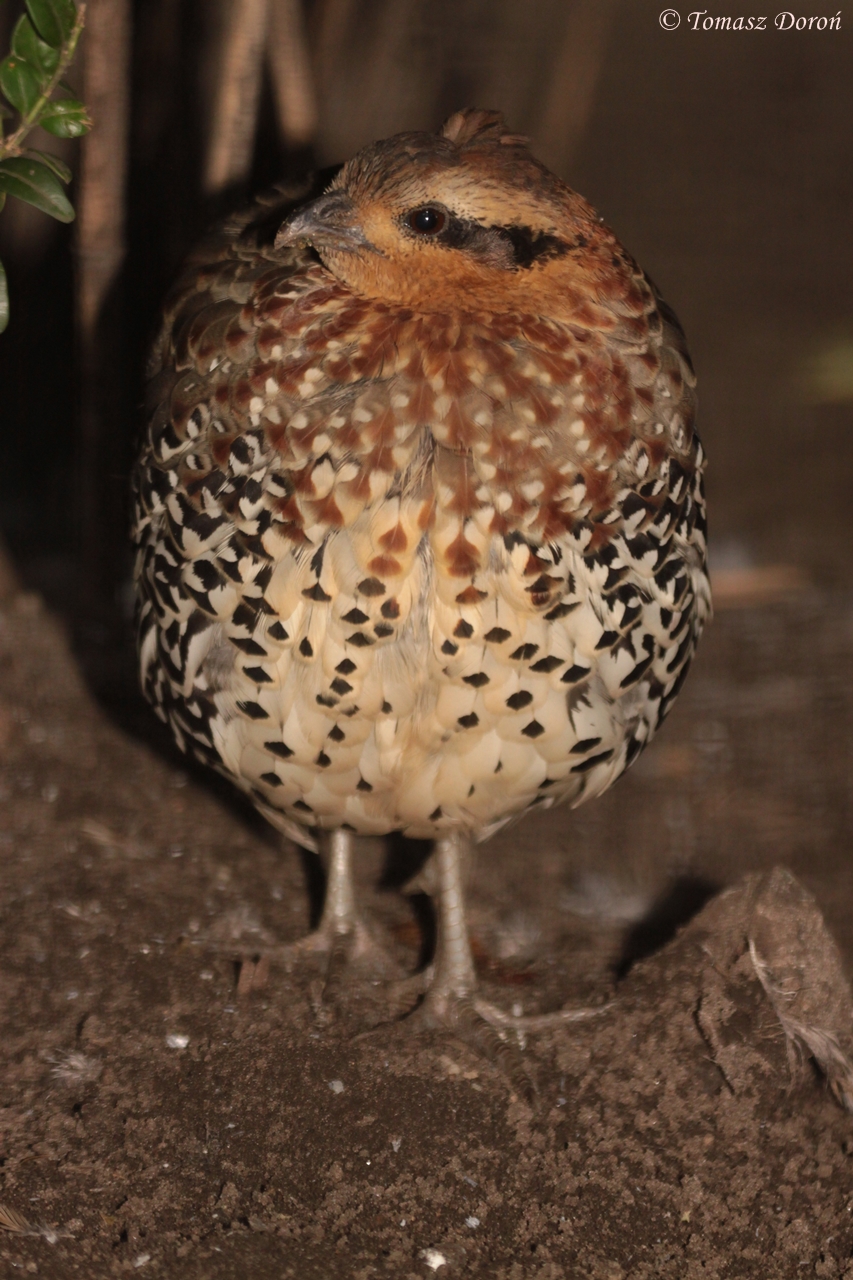 Mountain Bamboo Partridge (Bambusicola fytchii)