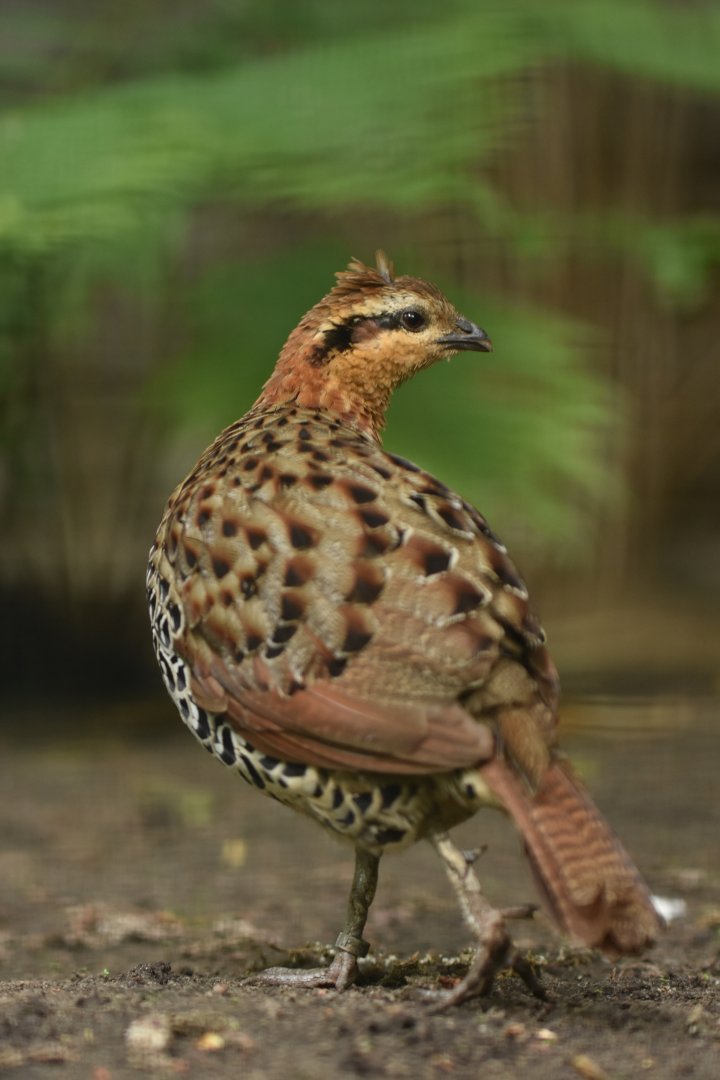 Mountain bamboo partridge (Bambusicola fytchii)