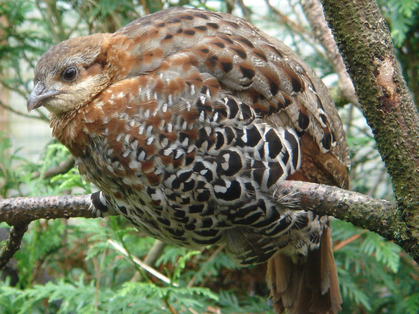Mountain Bamboo Partridge (Bambusicola fytchii)
