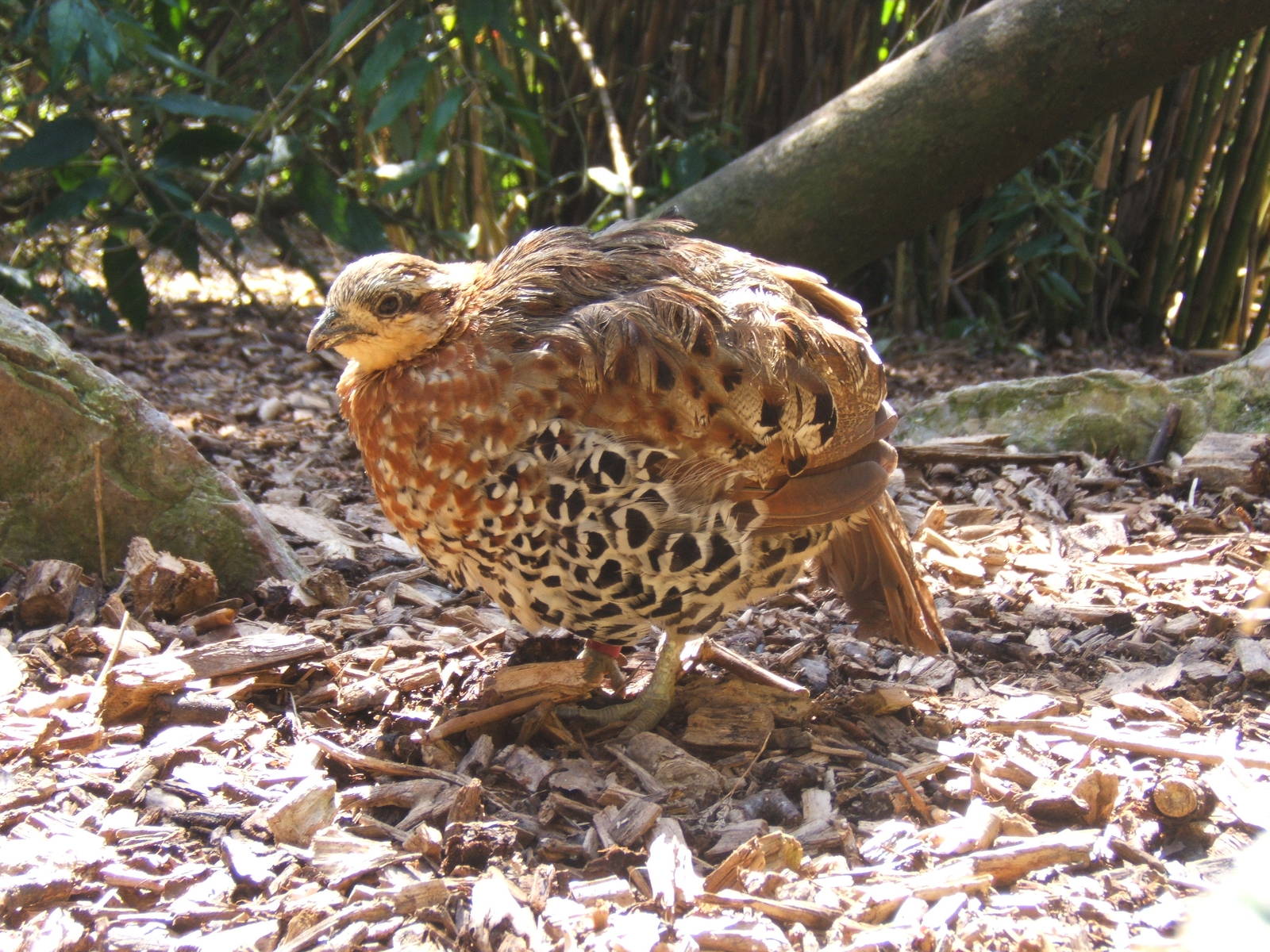 Mountain Bamboo Partridge (Bambusicola fytchii)