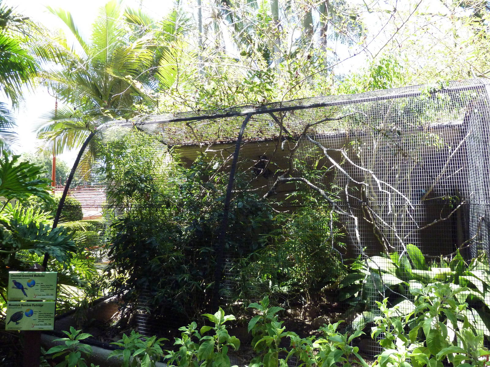 Mountain Bamboo Partridge/Chestnut-Breasted Malkoha Exhibit