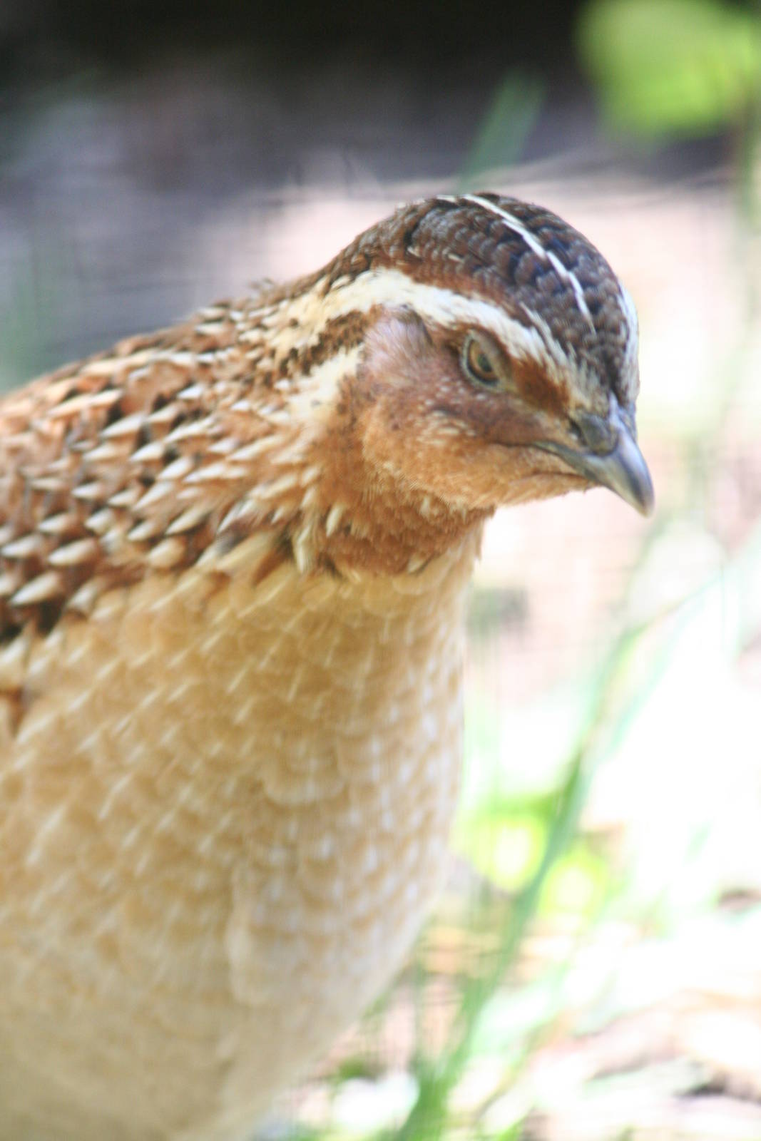 Mountain bamboo partridge