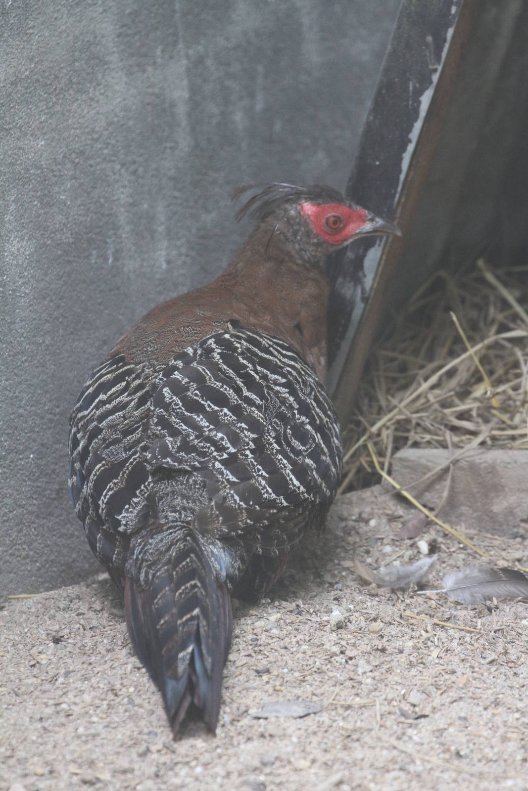 Mountain Bamboo Partridge?