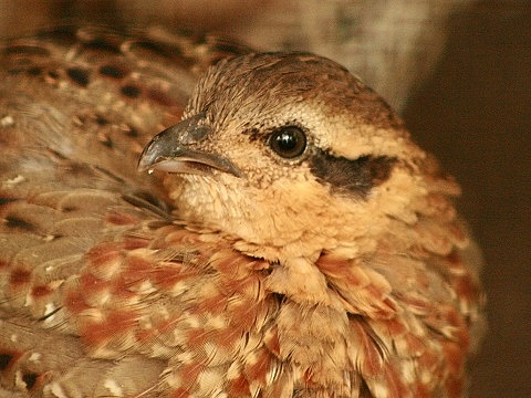 Mountain Bamboo-partridge