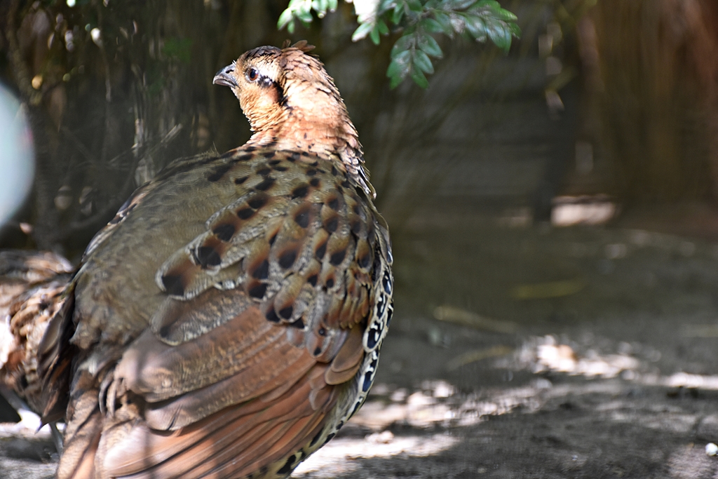 Mountain bamboo partridge
