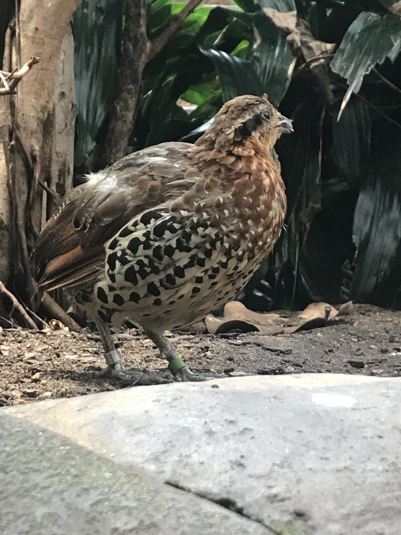 Mountain bamboo partridge
