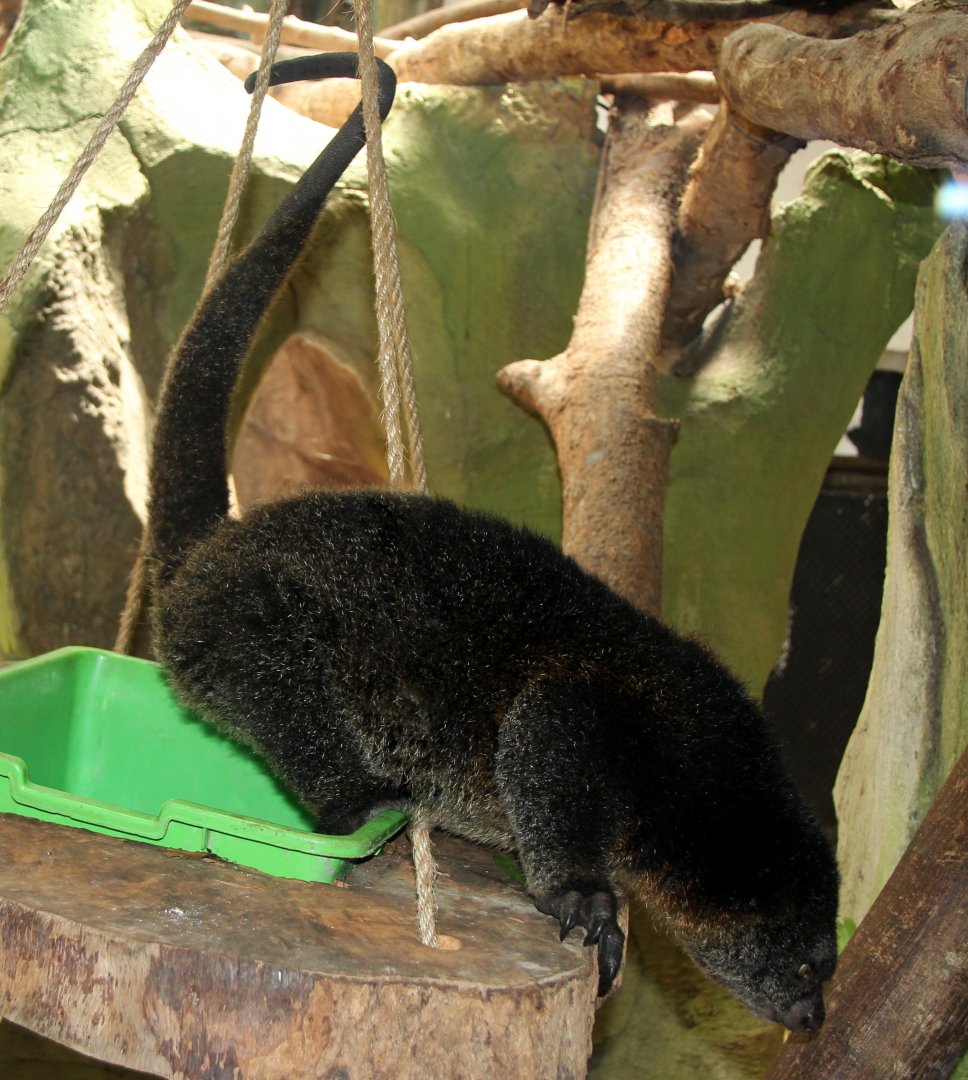 Mountain Bear Cuscus (Ailurops furvus)