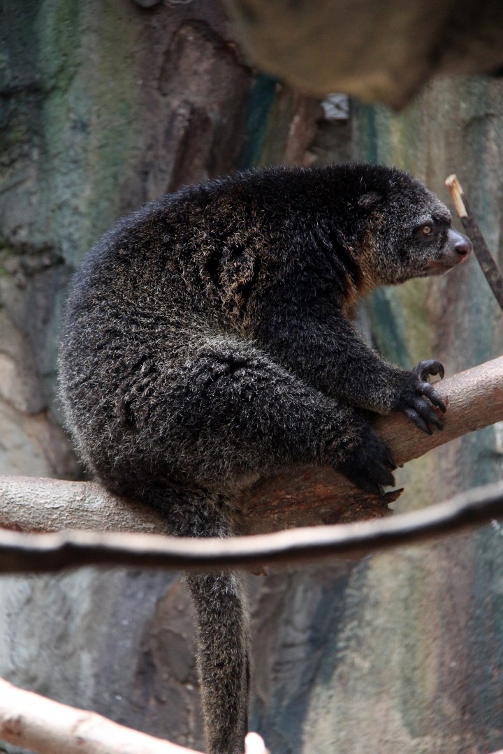 Mountain Bear Cuscus (Ailurops furvus)