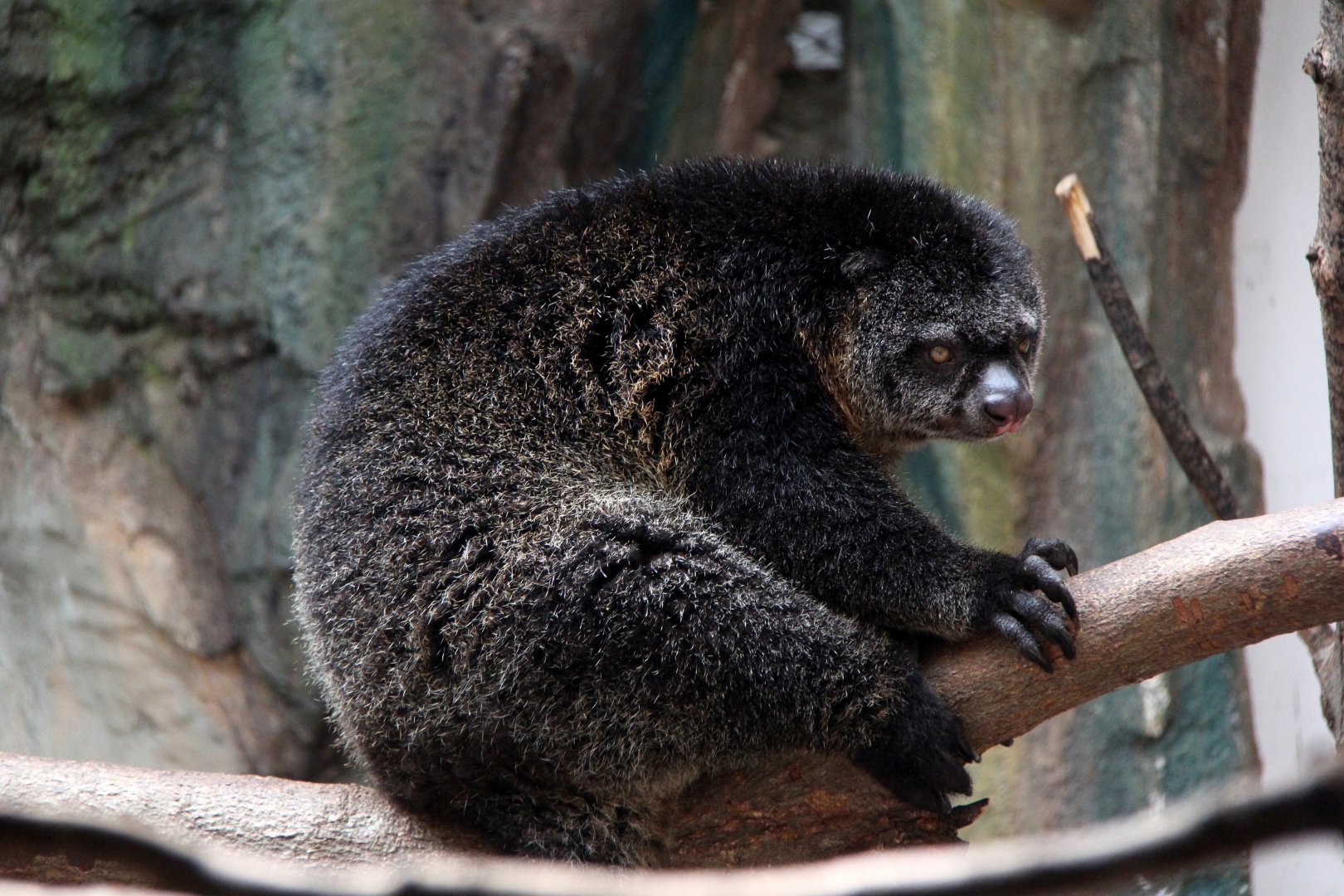 Mountain Bear Cuscus (Ailurops furvus)