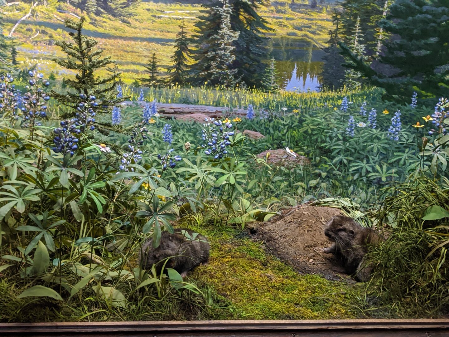 Mountain Beaver Display