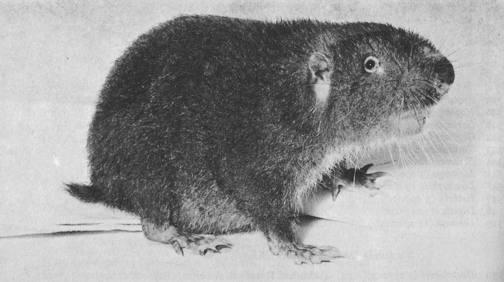 Mountain Beaver or Sewellel (Aplodontia rufa)
