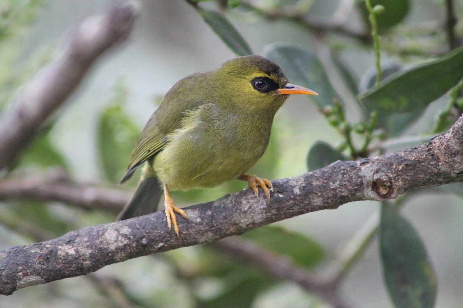 Mountain Blackeye (Chlorocharis [Zosterops] emiliae)
