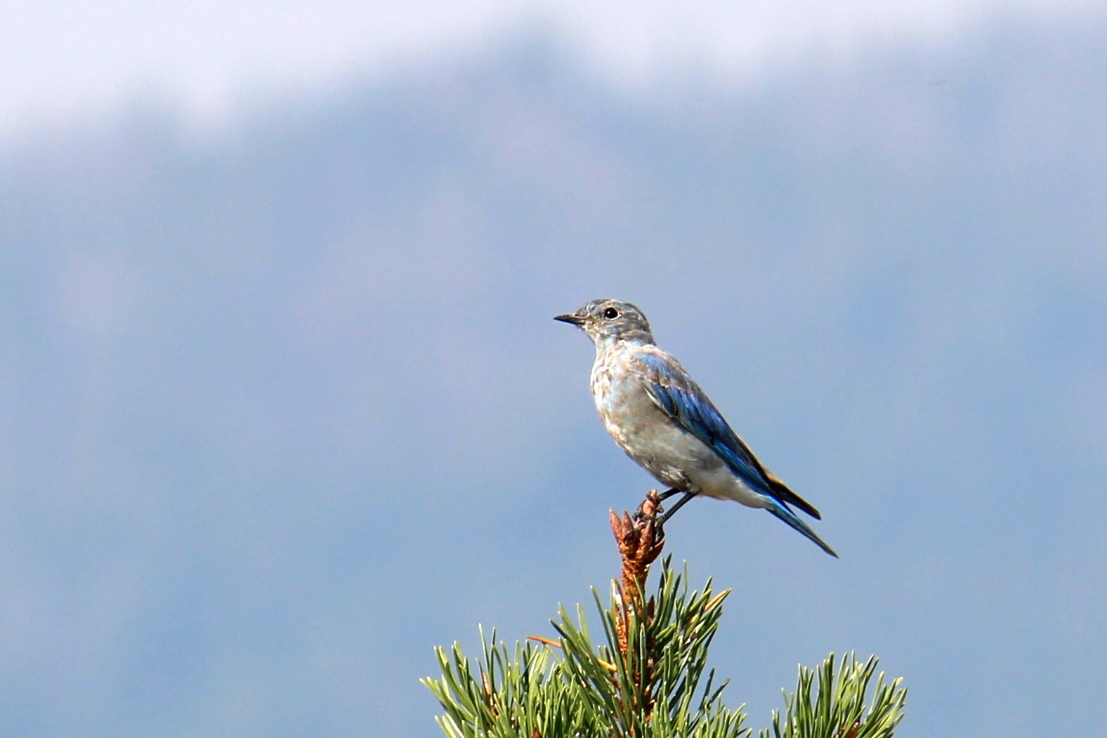 Mountain Bluebird (female)