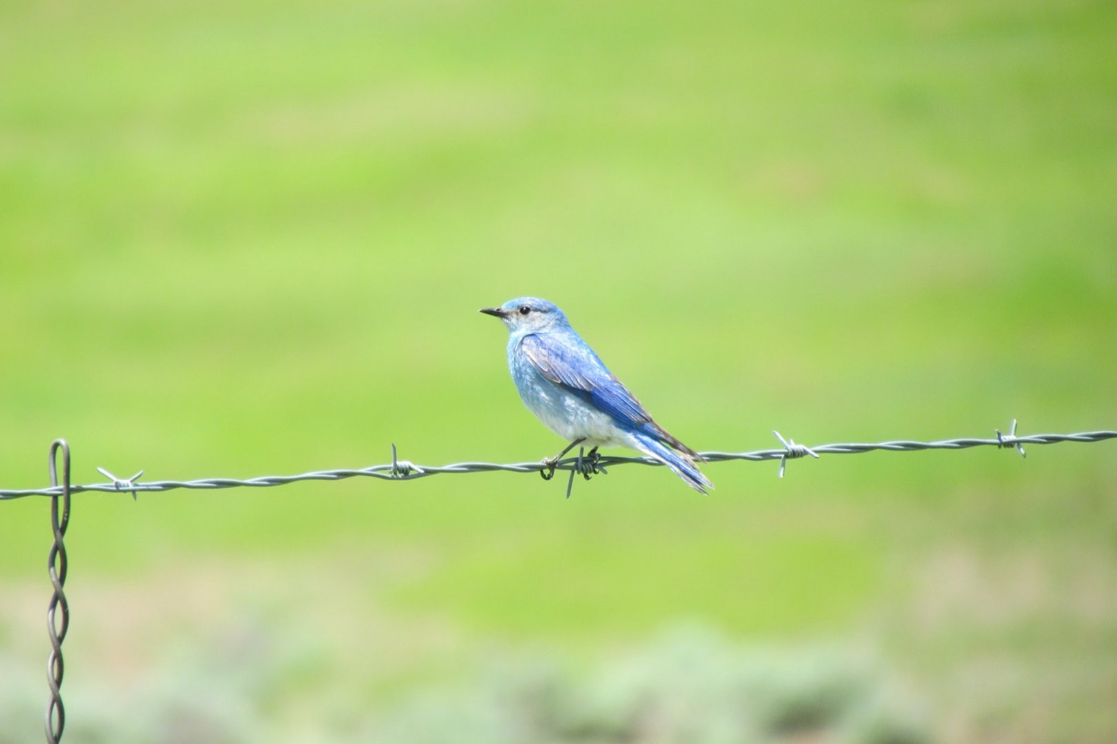 Mountain Bluebird (male)