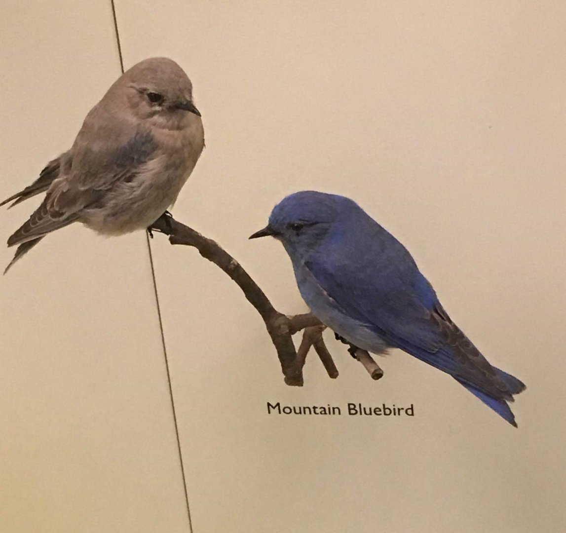 Mountain bluebird (Sialia currucoides)