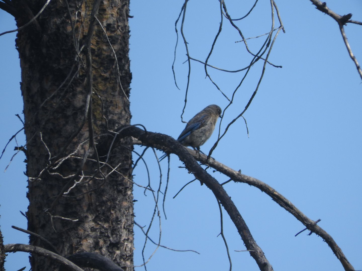 Mountain Bluebird