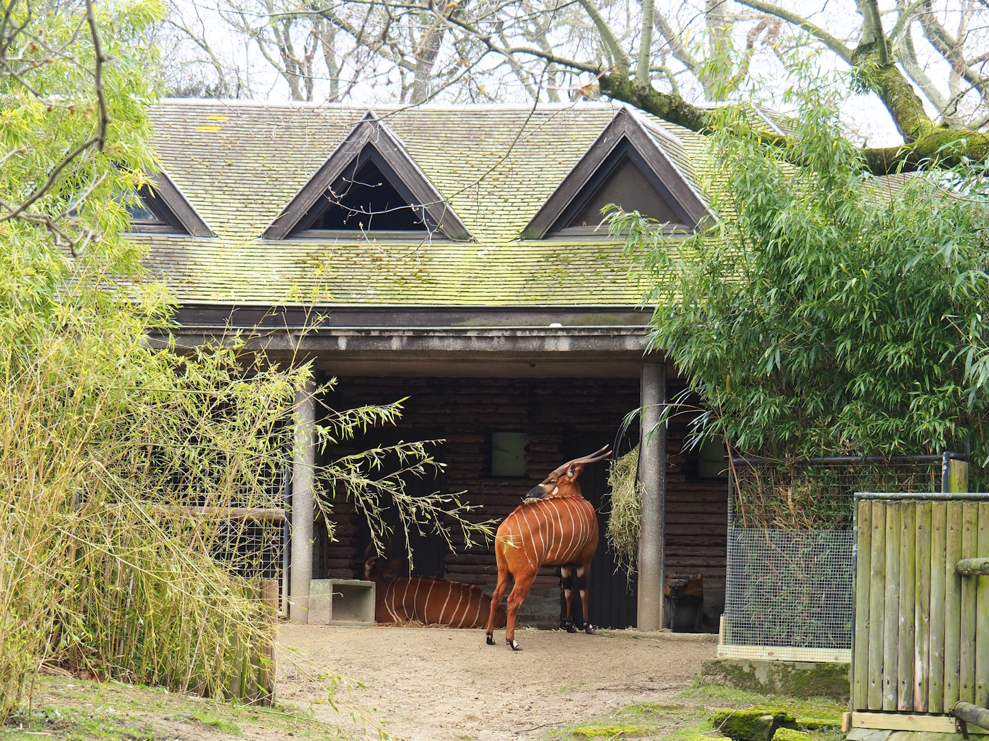 Mountain bongo and Kirk's dik-dik barn, 2023-04-08