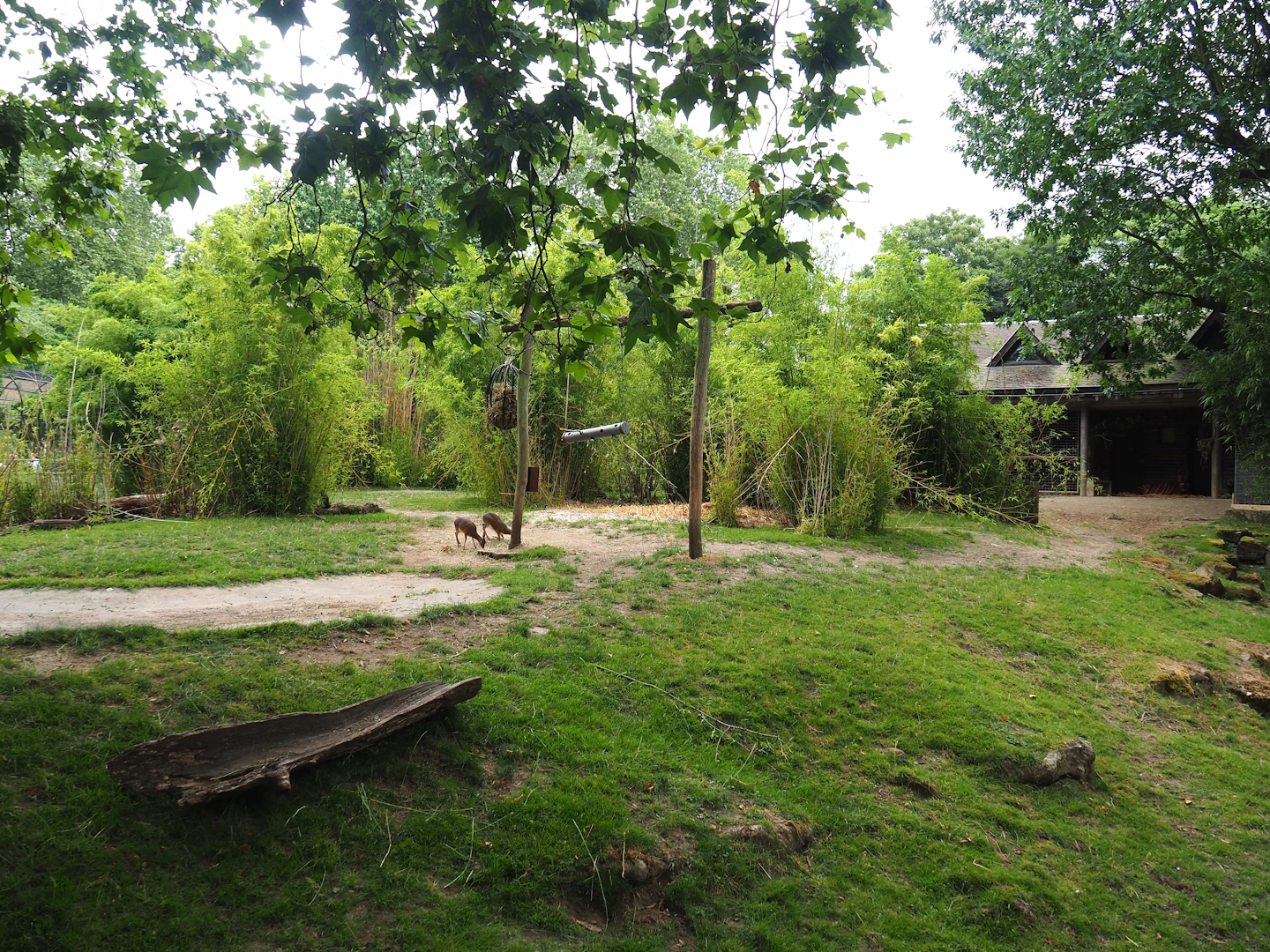 Mountain bongo and Kirk's dik-dik exhibit, 2023-07-02
