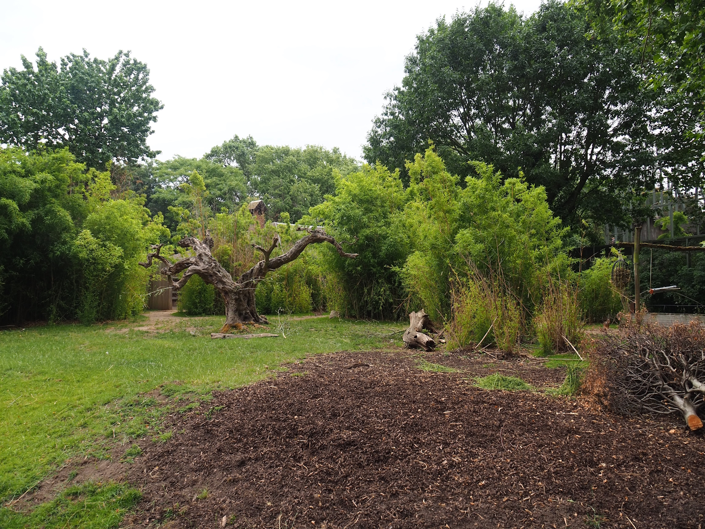 Mountain bongo and Kirk's dik-dik exhibit, 2023-07-02